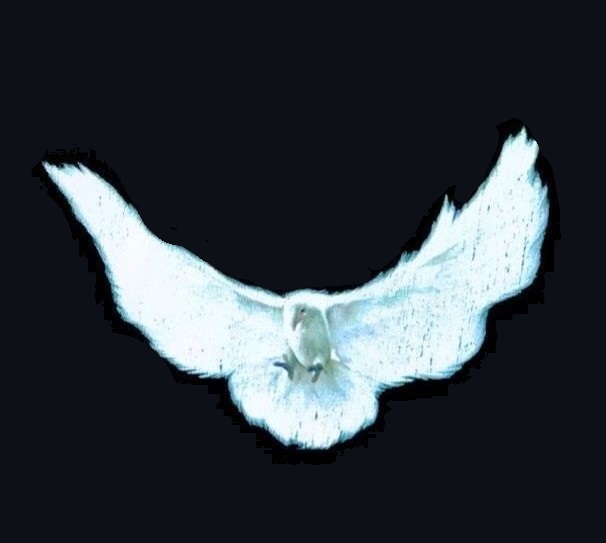 Côme Servy - Image de Profil